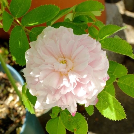 f:id:hobbiton:20190523210914j:plain:w255 f:id:hobbiton:20190523210914j:plain:w255