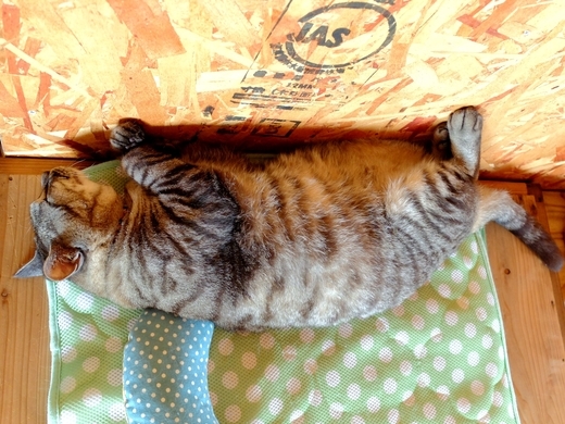 f:id:hobbiton:20190802150724j:plain:w400 f:id:hobbiton:20190802150724j:plain:w400