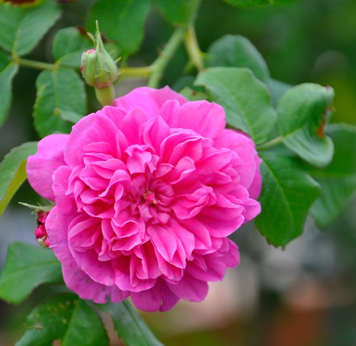 f:id:hobbiton:20190905210323j:plain:w380 f:id:hobbiton:20190905210323j:plain:w380