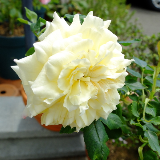 f:id:hobbiton:20200517210953j:plain:w255