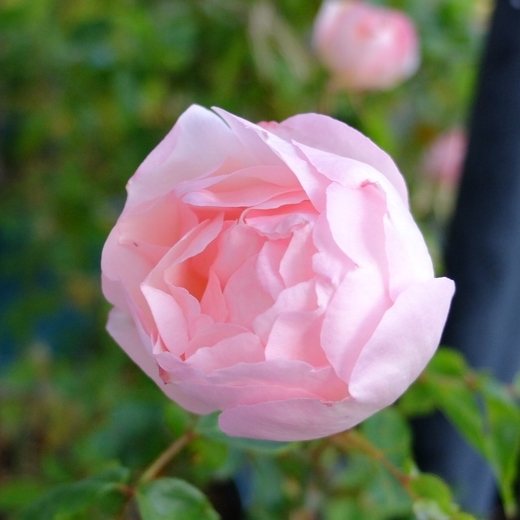 f:id:hobbiton:20200517211007j:plain:w255