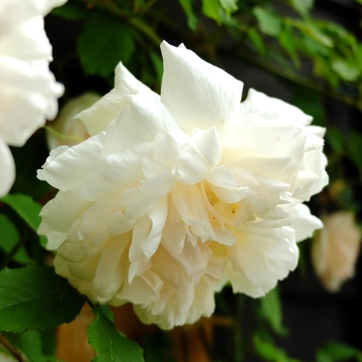 f:id:hobbiton:20200517211022j:plain:w255