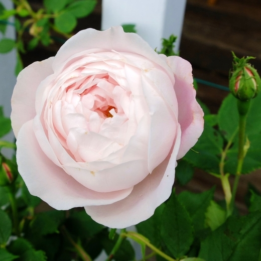 f:id:hobbiton:20200517211140j:plain:w255