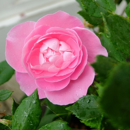 f:id:hobbiton:20200519120010j:plain:w255