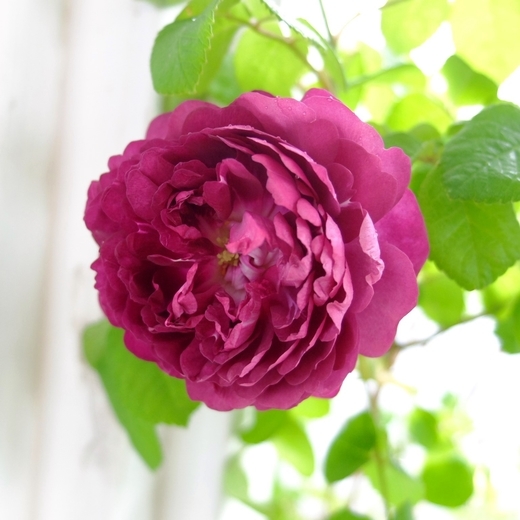 f:id:hobbiton:20200519120016j:plain:w255