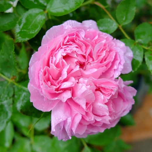 f:id:hobbiton:20200519120024j:plain:w255