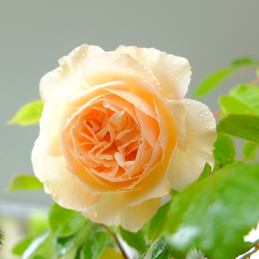 f:id:hobbiton:20200519120031j:plain:w255