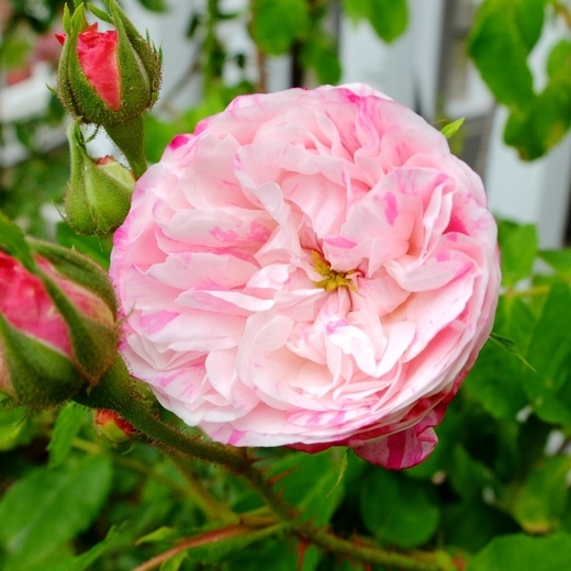 f:id:hobbiton:20200520141908j:plain:w255