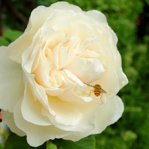 f:id:hobbiton:20200520144458j:plain:w320