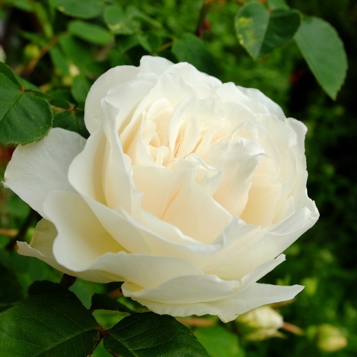 f:id:hobbiton:20200520144504j:plain:w255