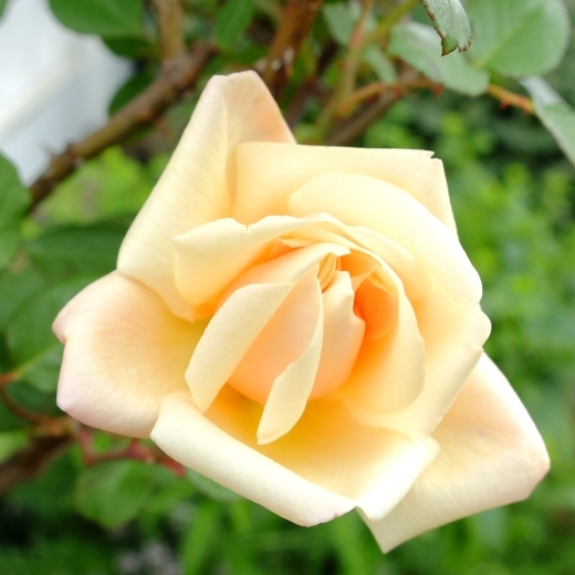 f:id:hobbiton:20200522112920j:plain:w255