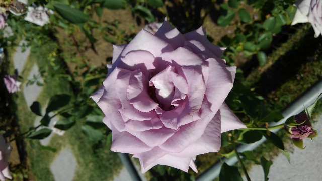 f:id:hobbitroom:20181021175056j:image