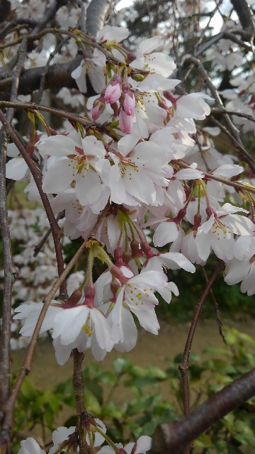 f:id:hobbitroom:20190325223042j:image