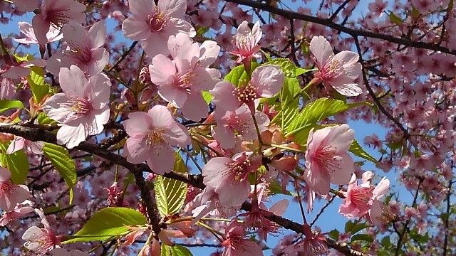 f:id:hobbitroom:20190325223138j:image