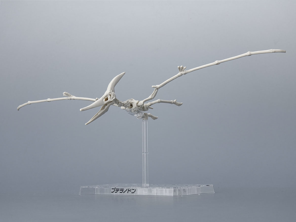 【goodtaniku】翼竜　プテラノドン　OC プラノサウルス】大空の翼竜！プテラノドンのご紹介！！ - ホビー事業