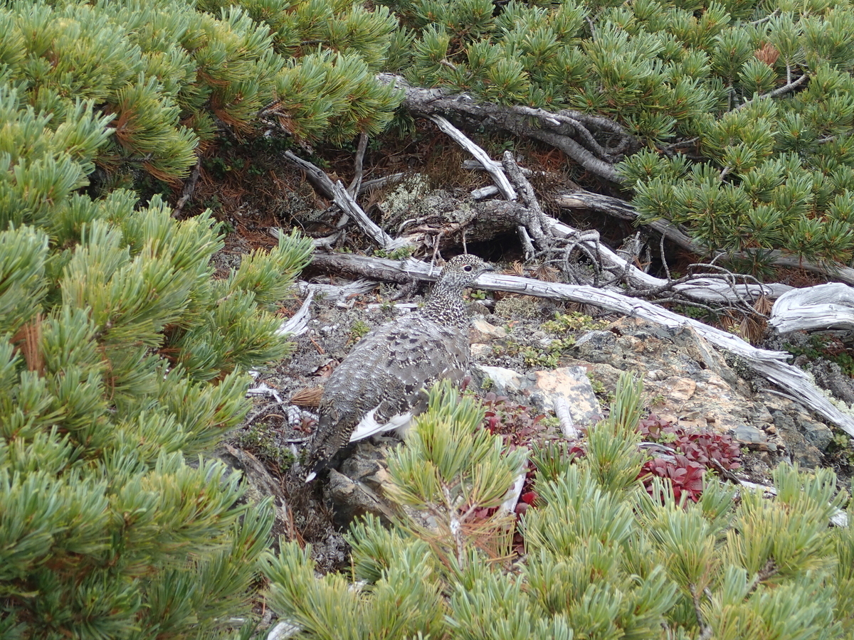 f:id:hobohiker:20220116155218j:plain
