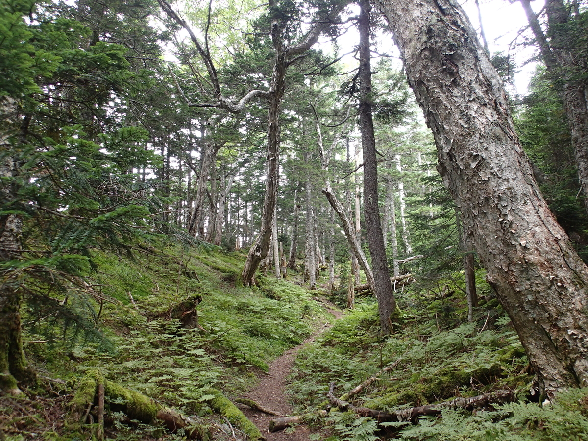 f:id:hobohiker:20220116160201j:plain