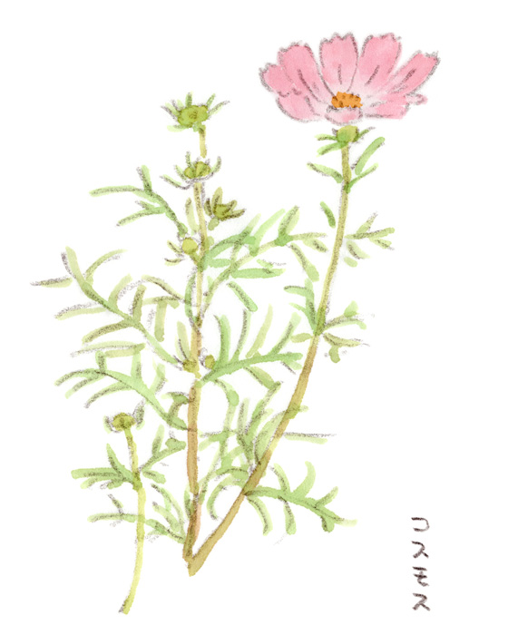 秋桜 ほっこりデザイン 秋桜 ほっこりデザイン