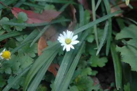 f:id:hochinn:20101204101145j:image
