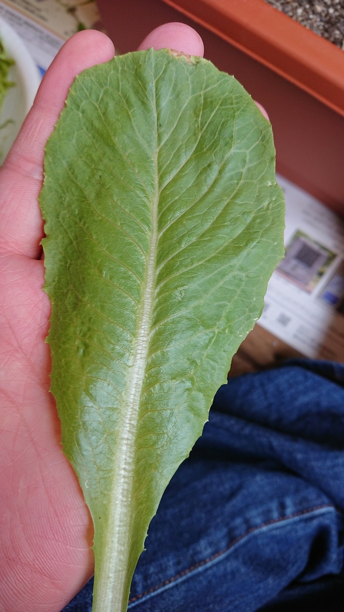 f:id:hodaka6212:20190721134850j:plain f:id:hodaka6212:20190721134850j:plain