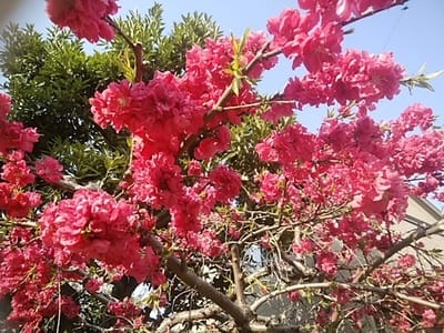 花散らしの強風 - Shuklaのクライミング日記