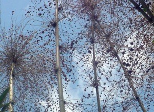 竹の花は不吉の前兆 Ein ebuch