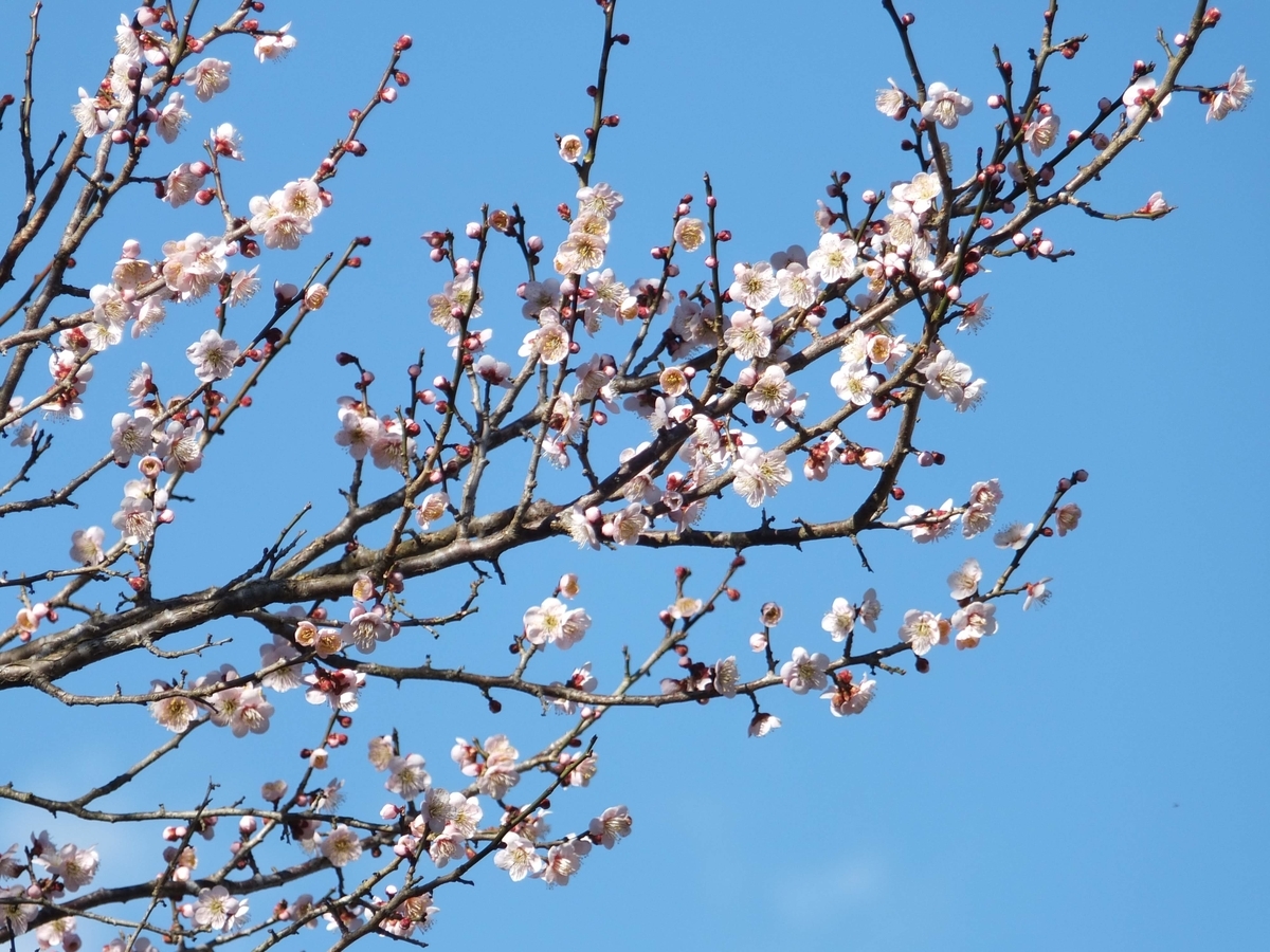 f:id:hogashi:20200329212846j:plain f:id:hogashi:20200329212846j:plain