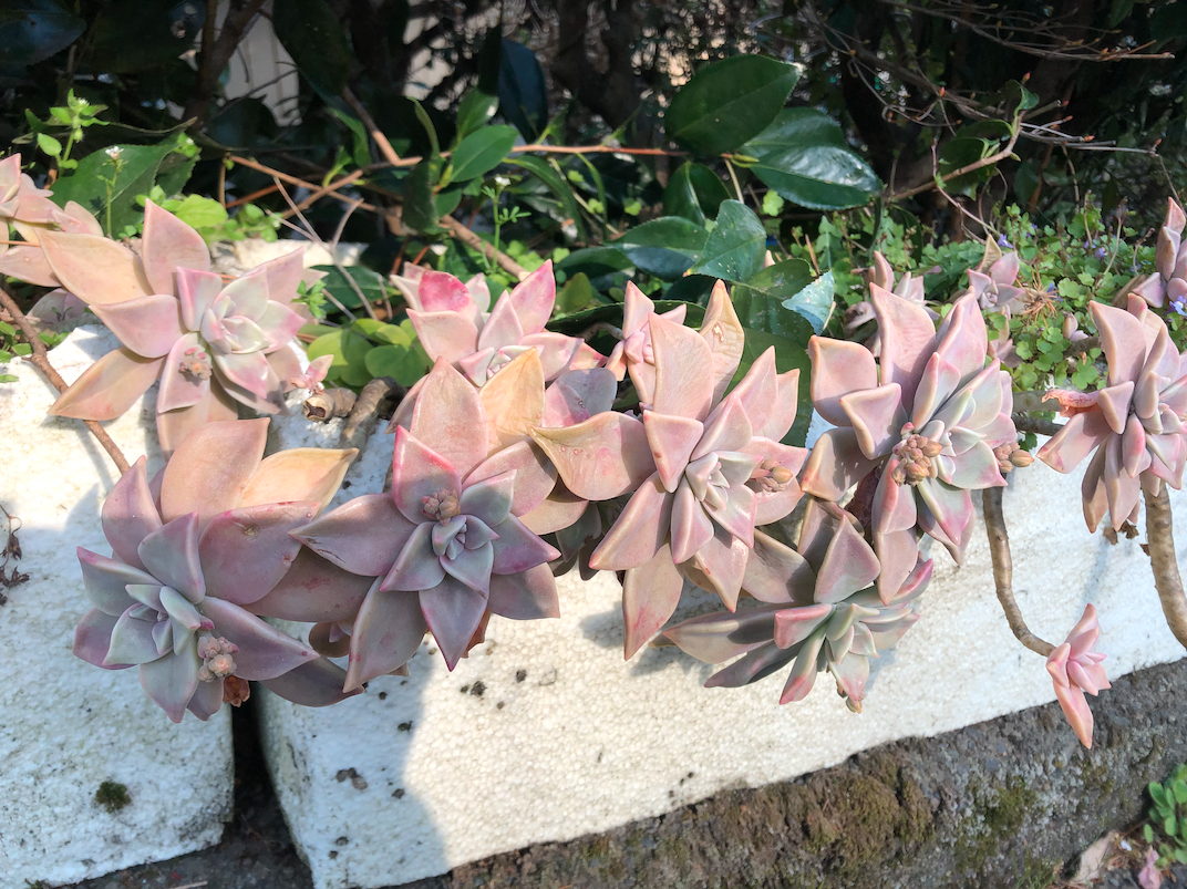 f:id:hogloid:20210401200813p:plain