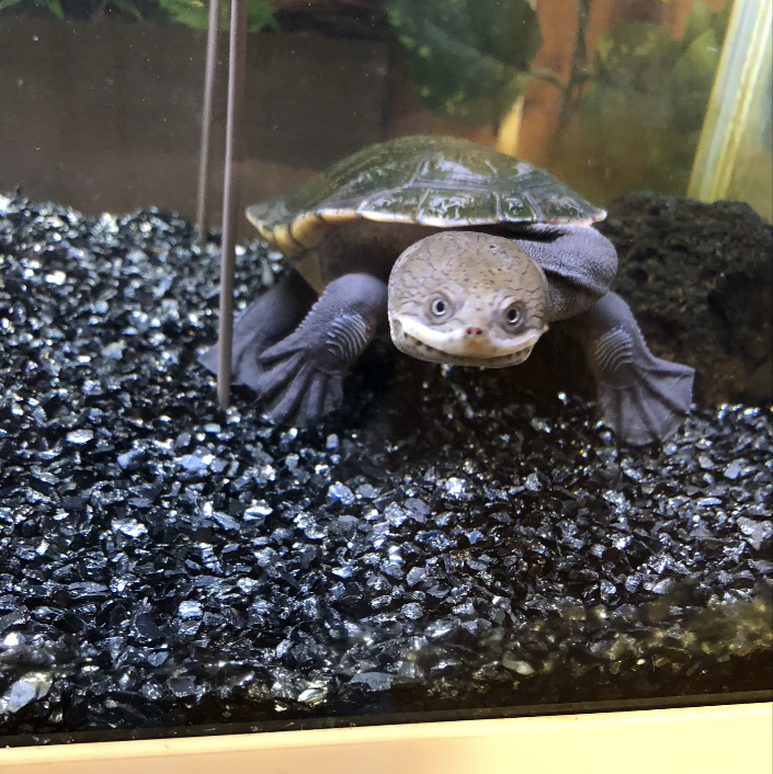 f:id:hogloid:20210702002923p:plain