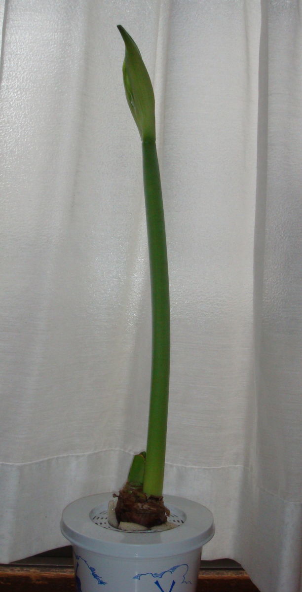 f:id:hohoan:20210510061957j:plain