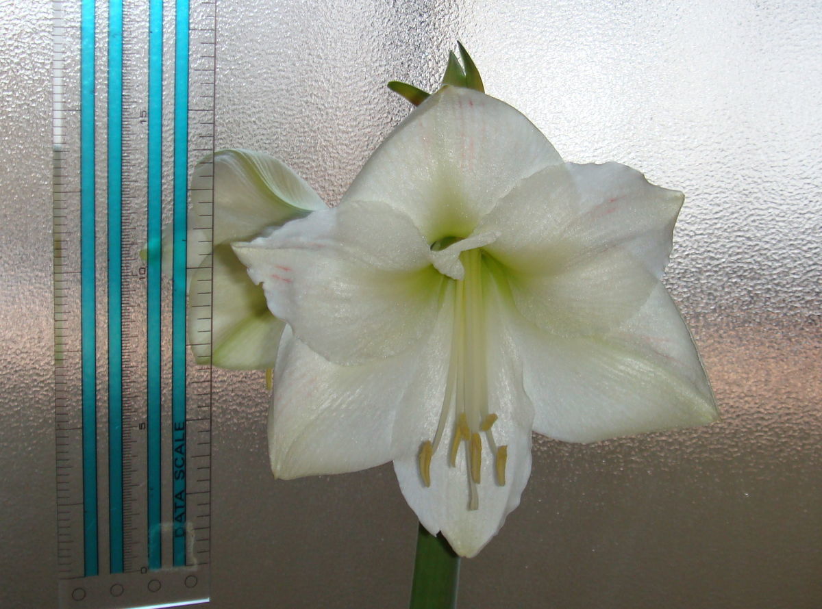 f:id:hohoan:20210510064152j:plain