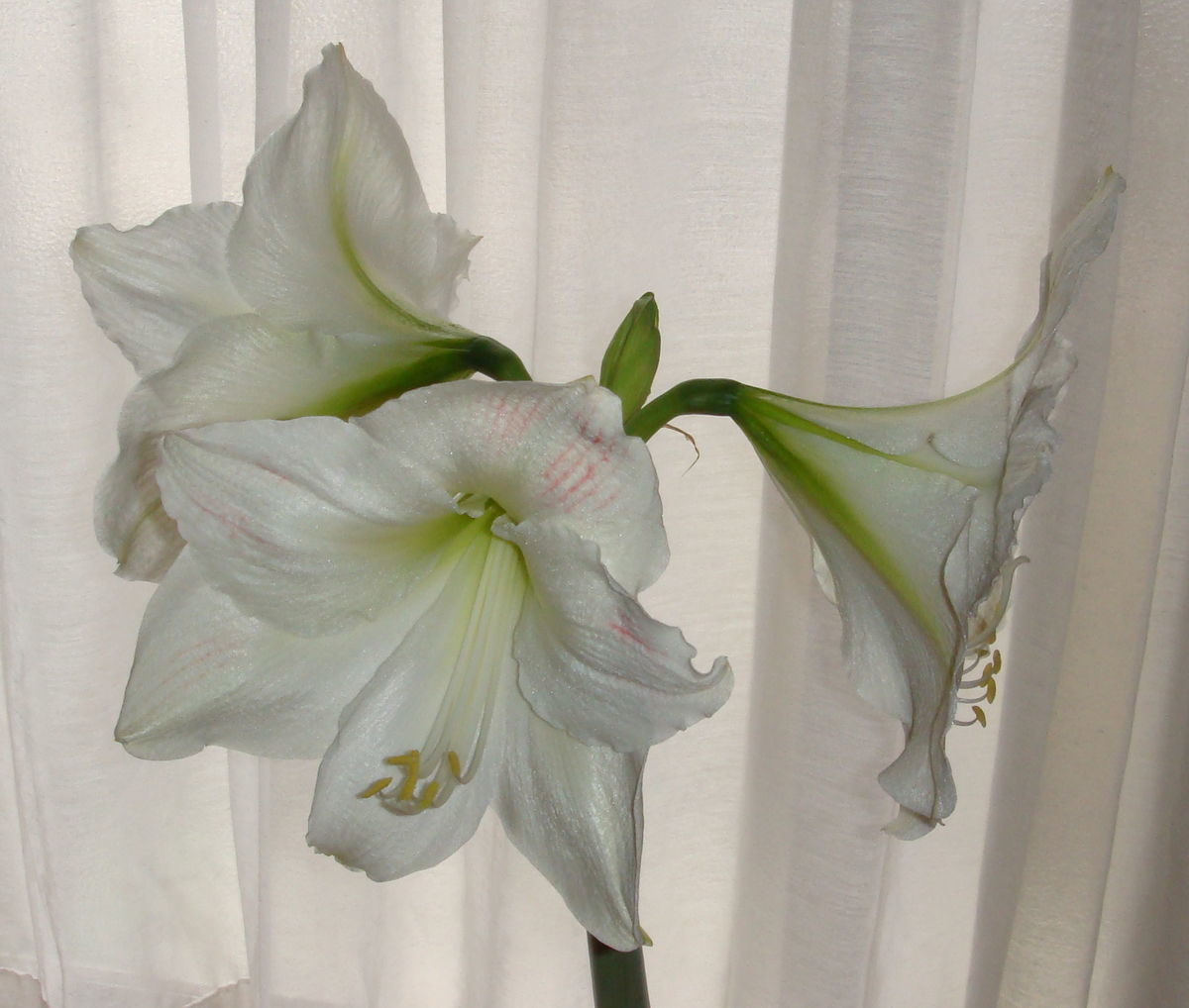 f:id:hohoan:20210510064605j:plain