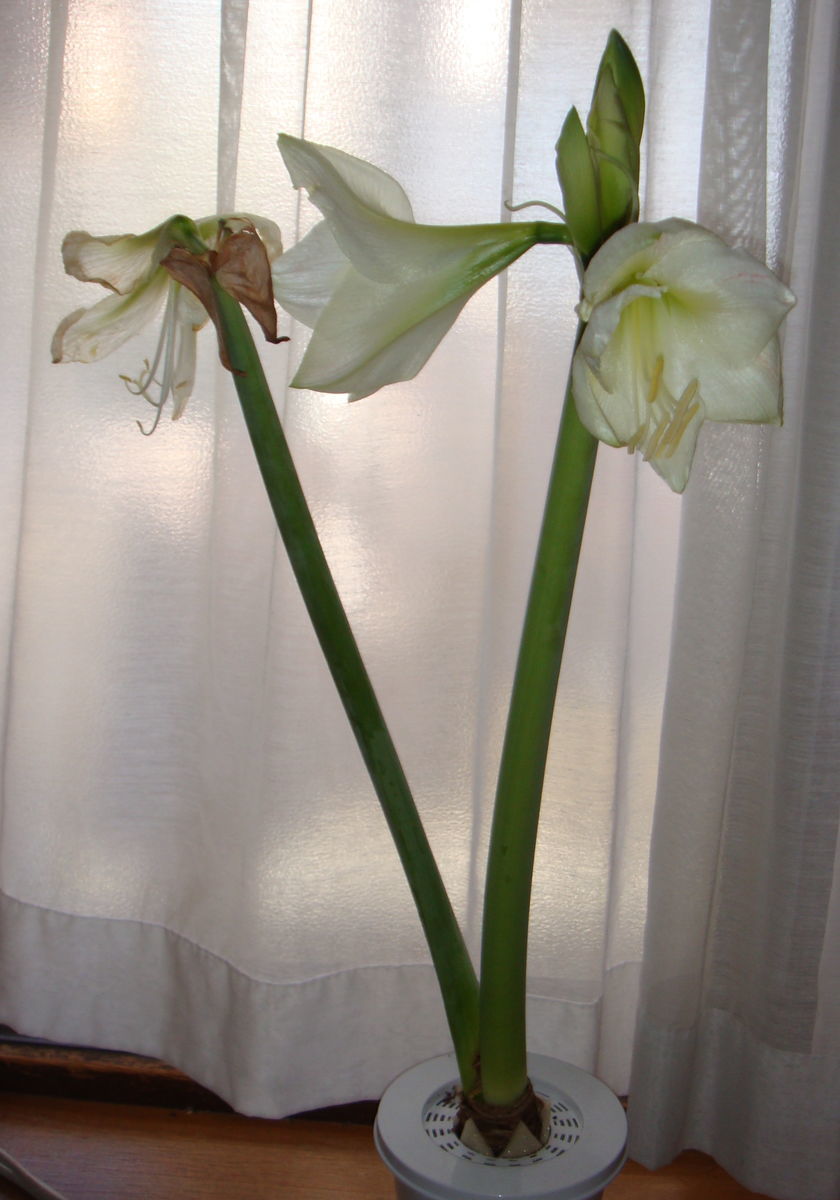 f:id:hohoan:20210510065545j:plain