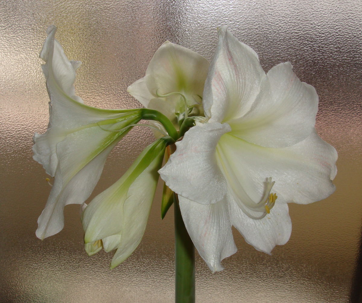 f:id:hohoan:20210510070525j:plain