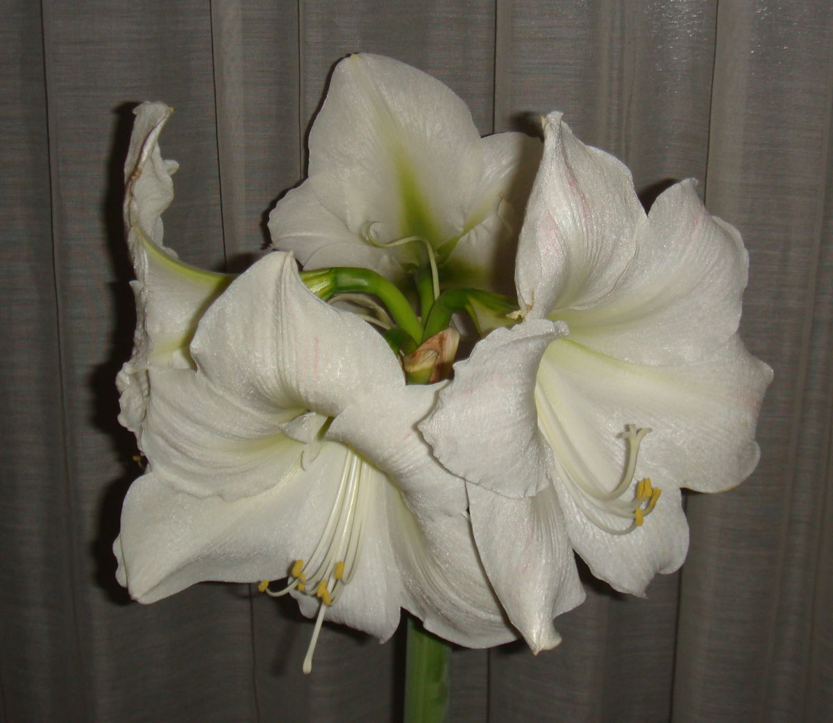 f:id:hohoan:20210510070827j:plain