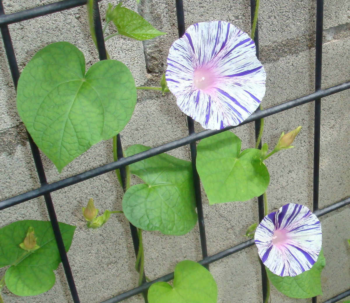 f:id:hohoan:20210623065732j:plain