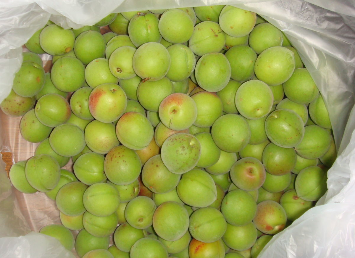 f:id:hohoan:20210628070435j:plain