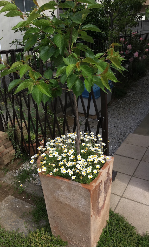 f:id:hohon77:20200520013834j:image