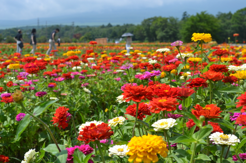 f:id:hoihoi1956:20120730101716j:image:w360:left