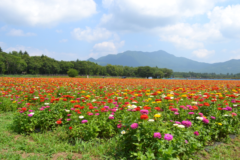 f:id:hoihoi1956:20120730102227j:image:w360:left