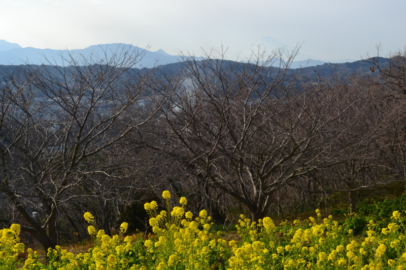 f:id:hoihoi1956:20130113144411j:image:w360:left