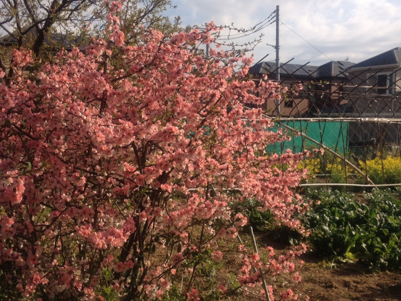 f:id:hoihoi1956:20130326075845j:image:w360:left