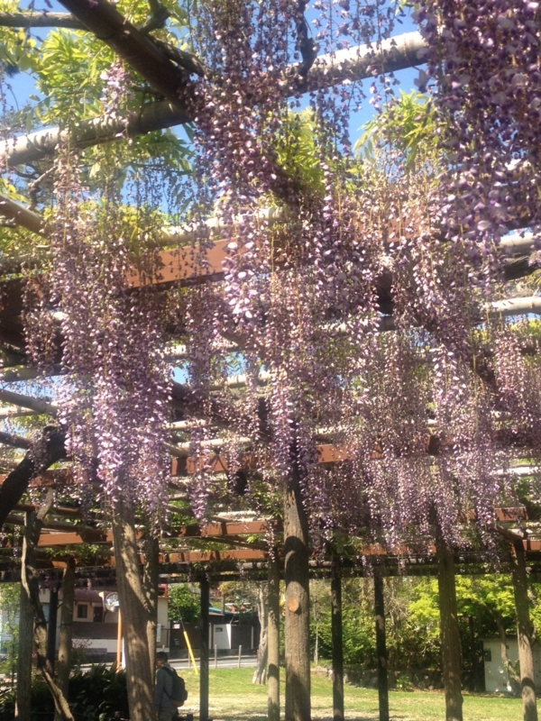 f:id:hoihoi1956:20130427093143j:image:w360
