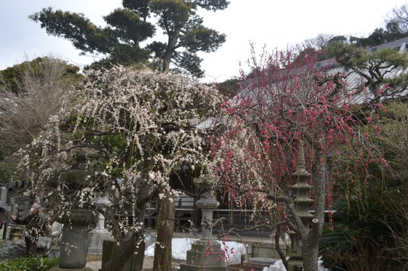 f:id:hoihoi1956:20140228214836j:image:w360