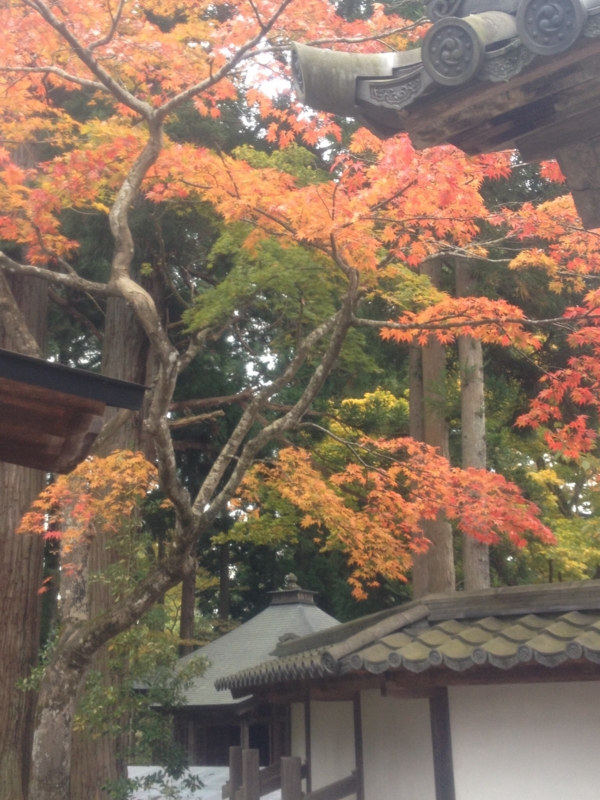 f:id:hoihoi1956:20161103051730j:image:w360