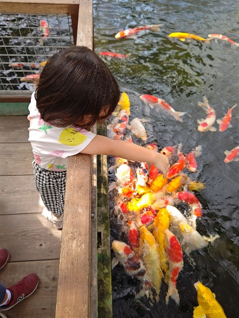 f:id:hoimicle:20250908111111j:image