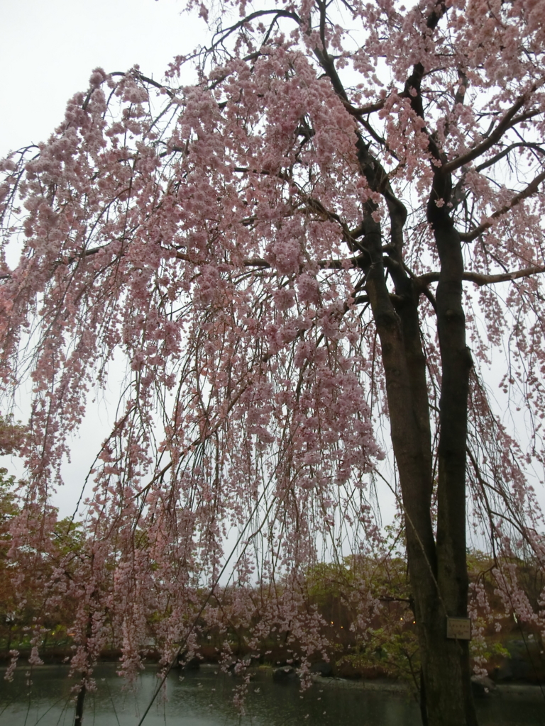 f:id:hojojuku:20170430095652j:plain