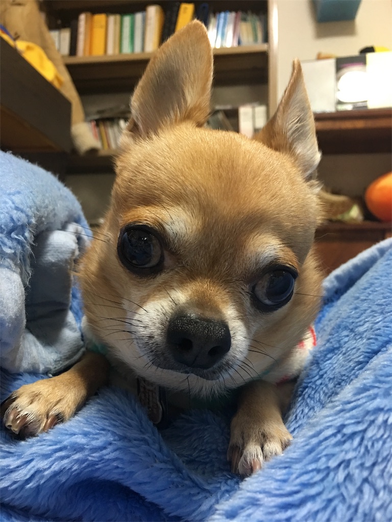 f:id:hokahokakun:20161109234659j:image
