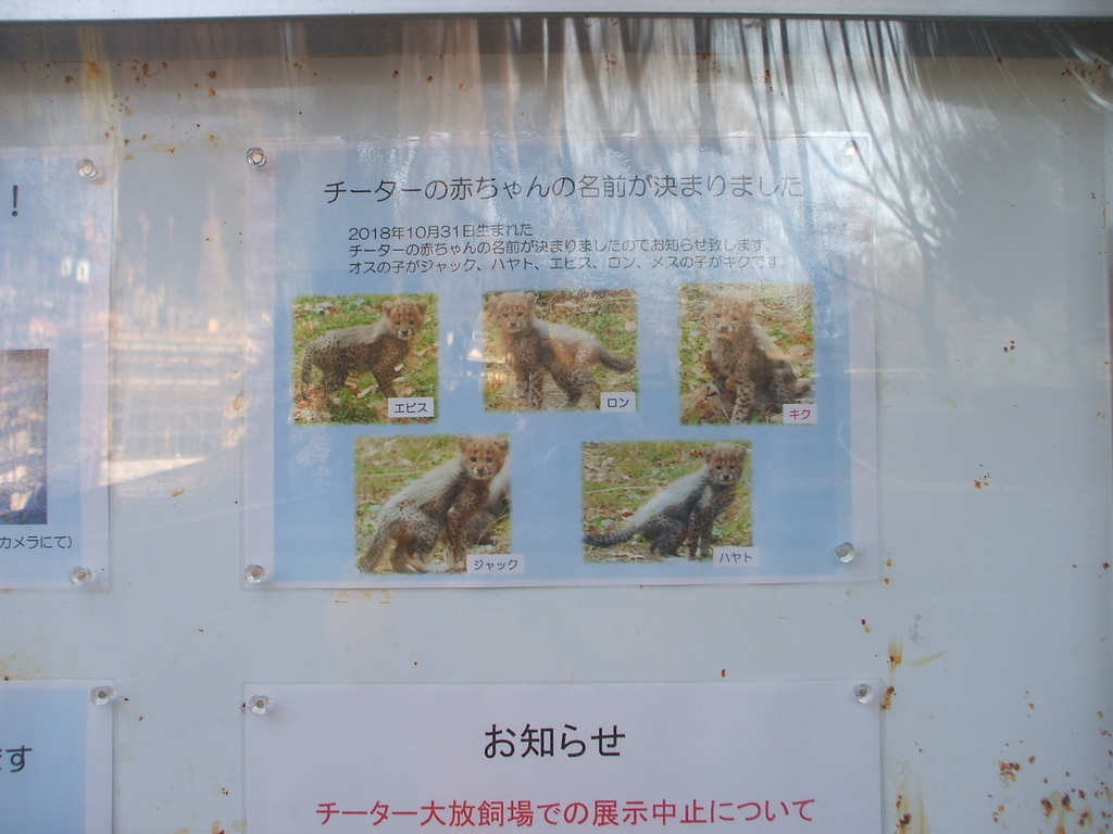 f:id:hoki2500:20190105171059j:plain