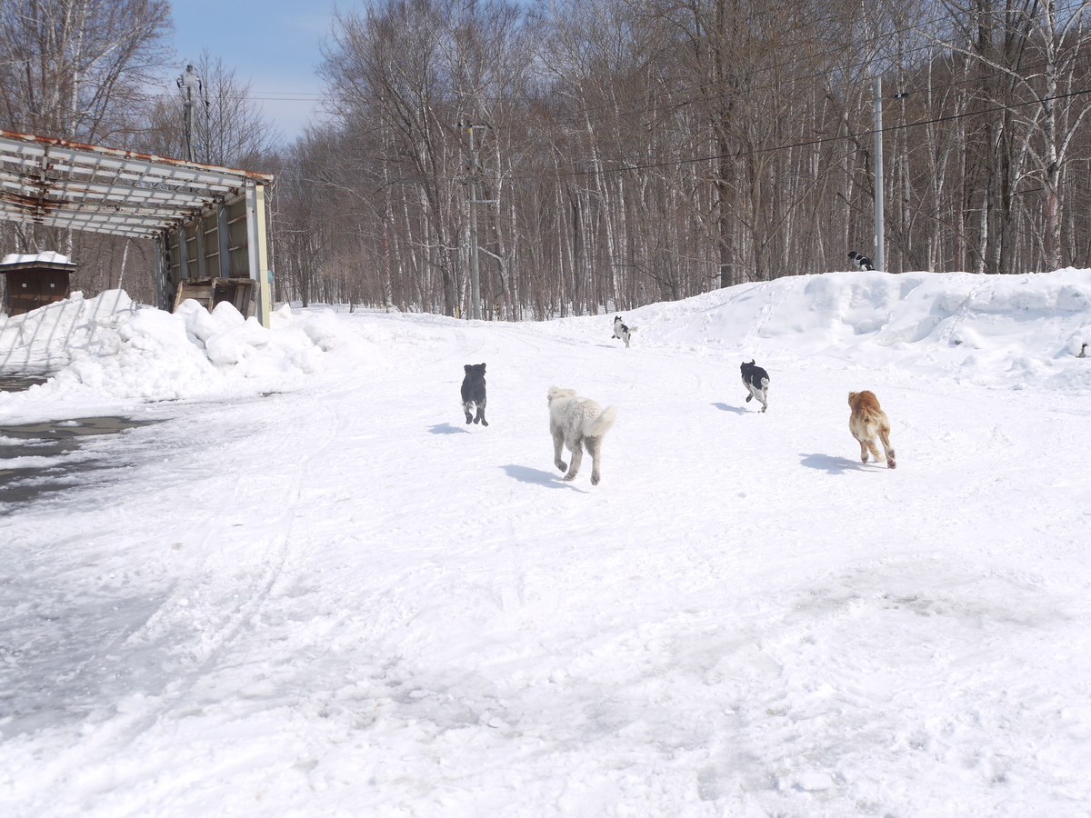 f:id:hokkaido-adventures:20190402062309j:plain f:id:hokkaido-adventures:20190402062309j:plain